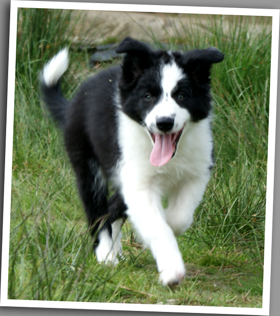 miniature border collie puppies miniature border collies www imgkid the image kid has it miniature border collie puppies miniature border collies www imgkid the image kid has it